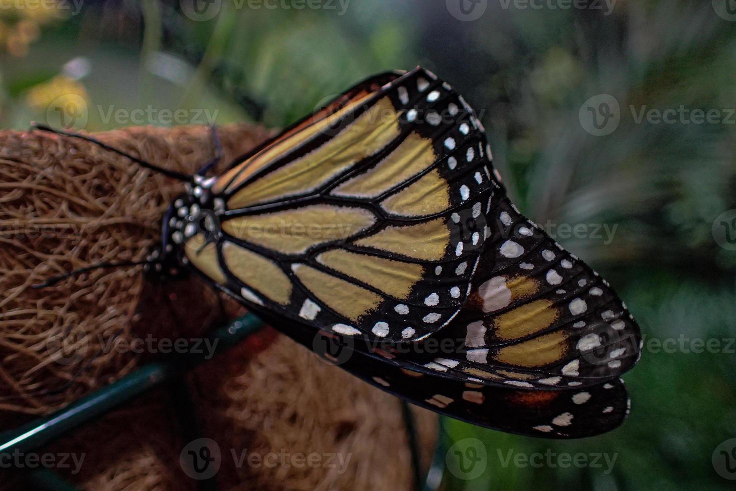 delicate colorful cultured butterfly in the butterfly house in close-up photo