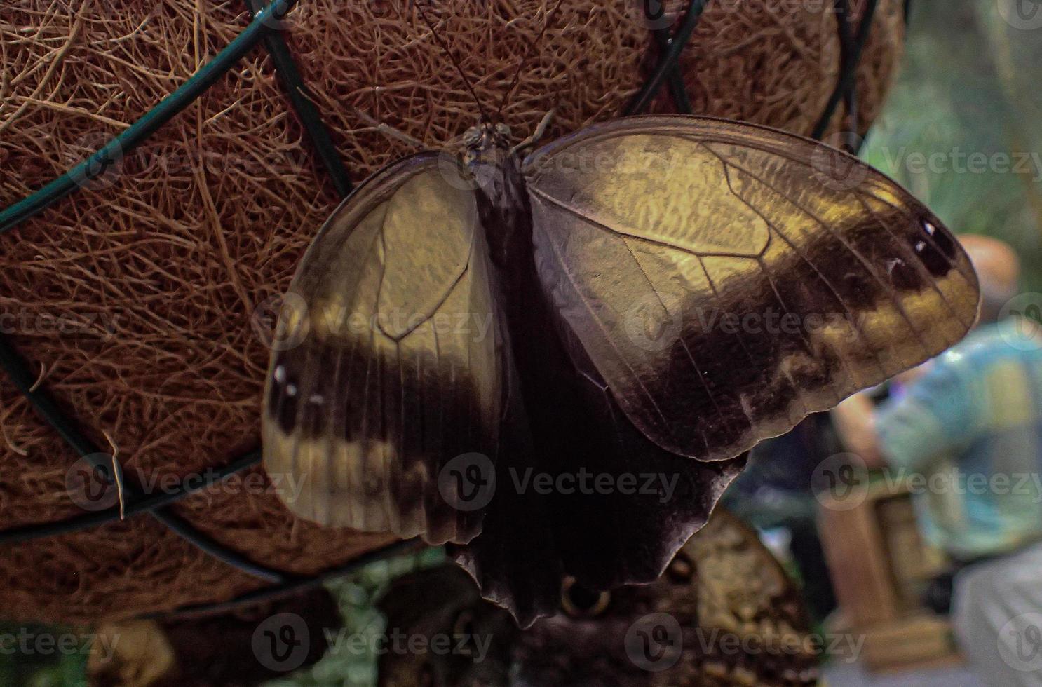 delicate colorful cultured butterfly in the butterfly house in close-up photo