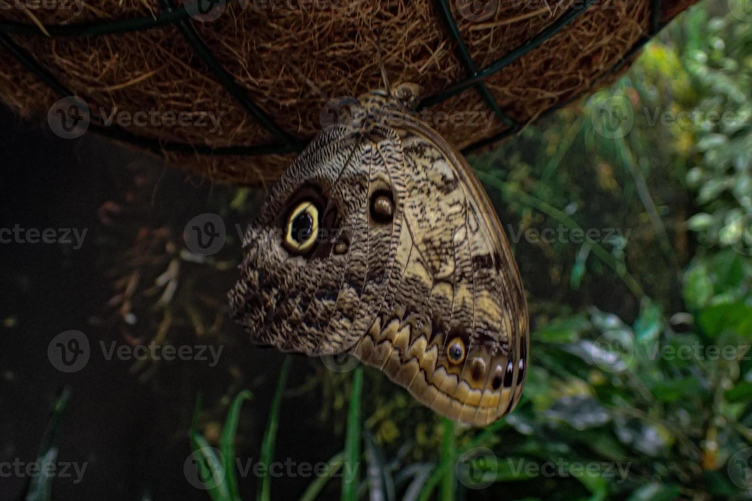 delicate colorful cultured butterfly in the butterfly house in close-up photo
