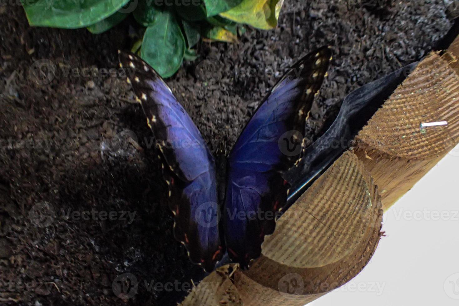 delicate colorful cultured butterfly in the butterfly house in close-up photo