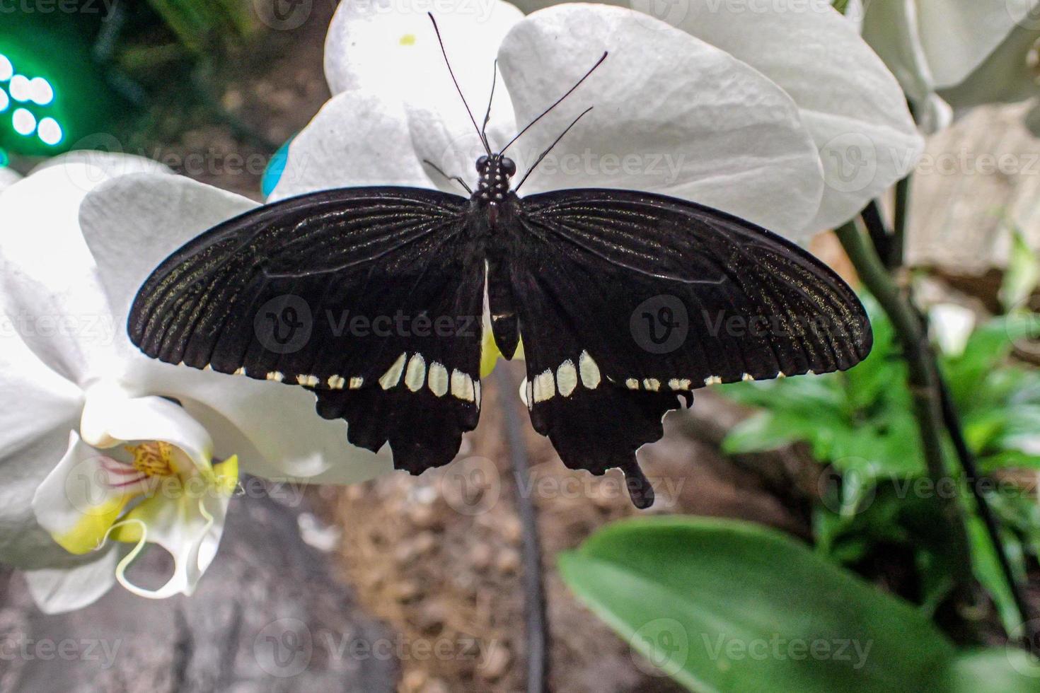 delicado vistoso culto mariposa en el mariposa casa en de cerca foto