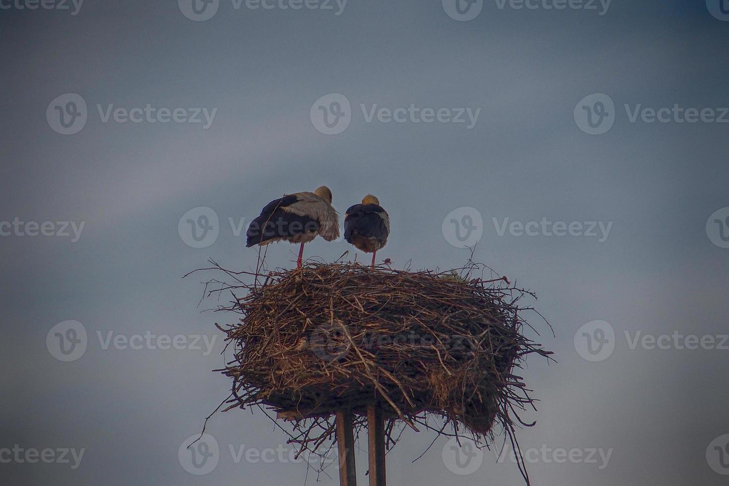 two storks roaming in the nest at spring height against the background of the  sky photo