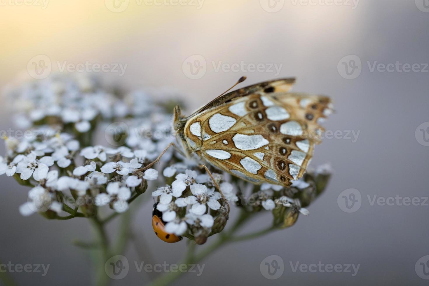 brown butterfly sitting on a summer white flower photo