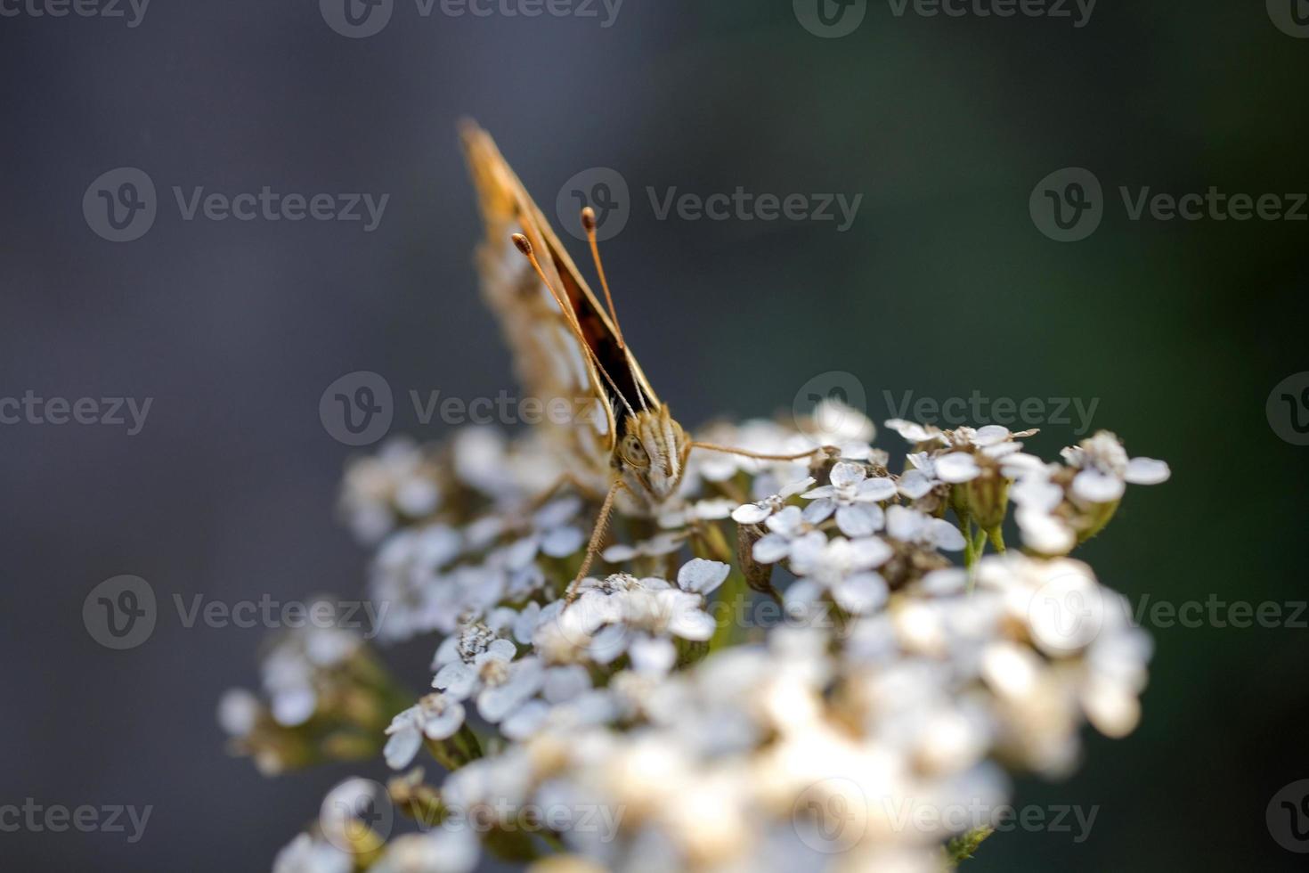 brown butterfly sitting on a summer white flower photo