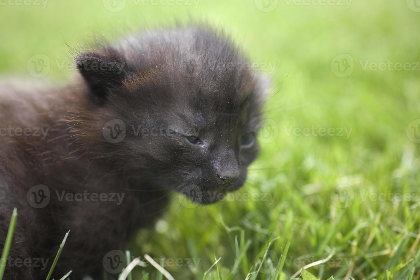 kitty on grass photo