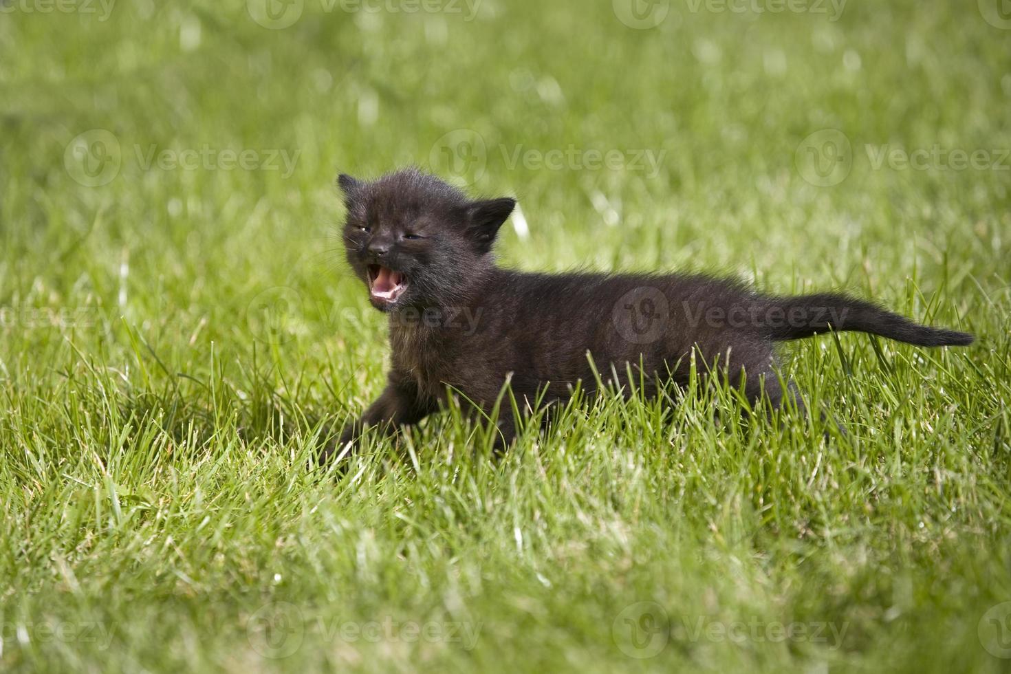 kitty on grass photo