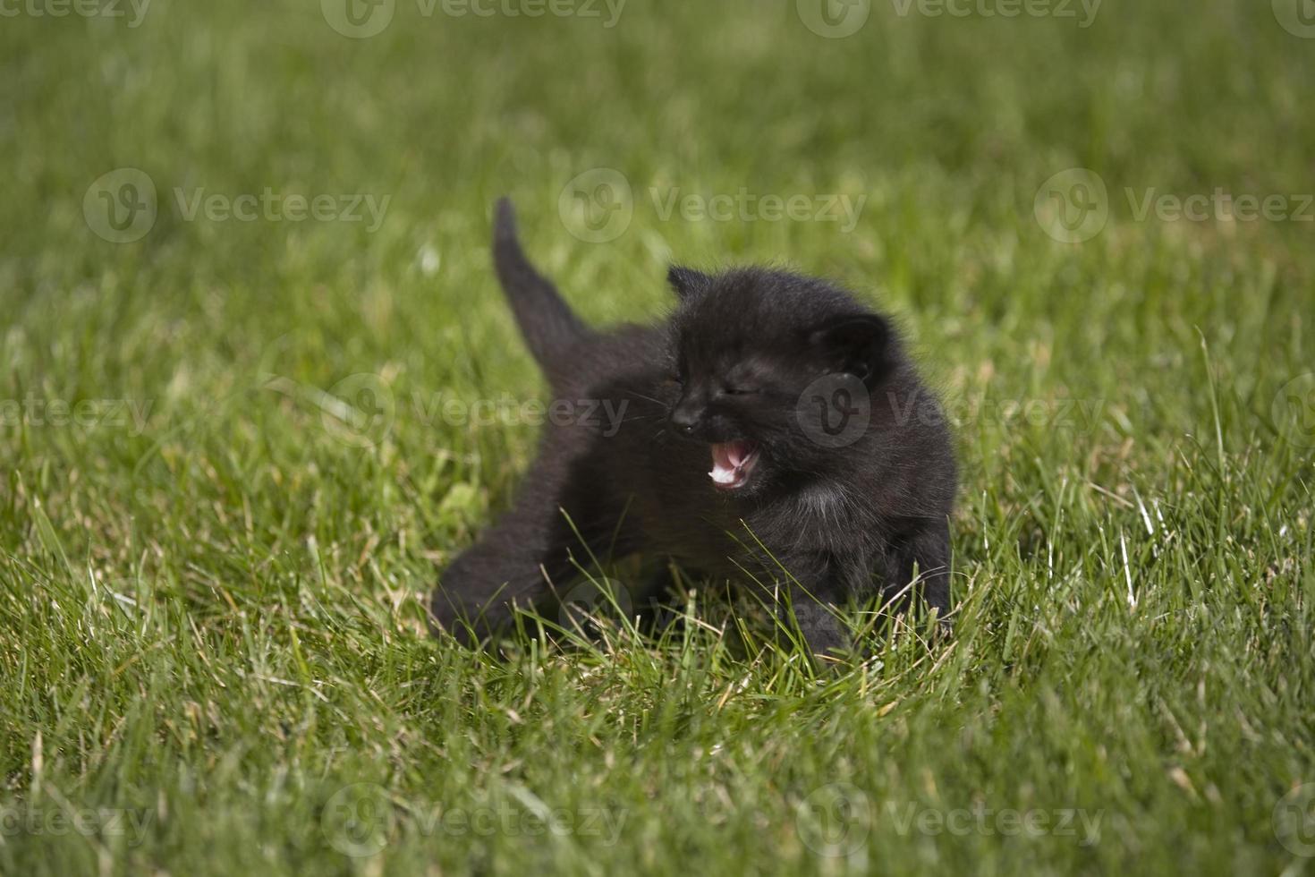 kitty on grass photo
