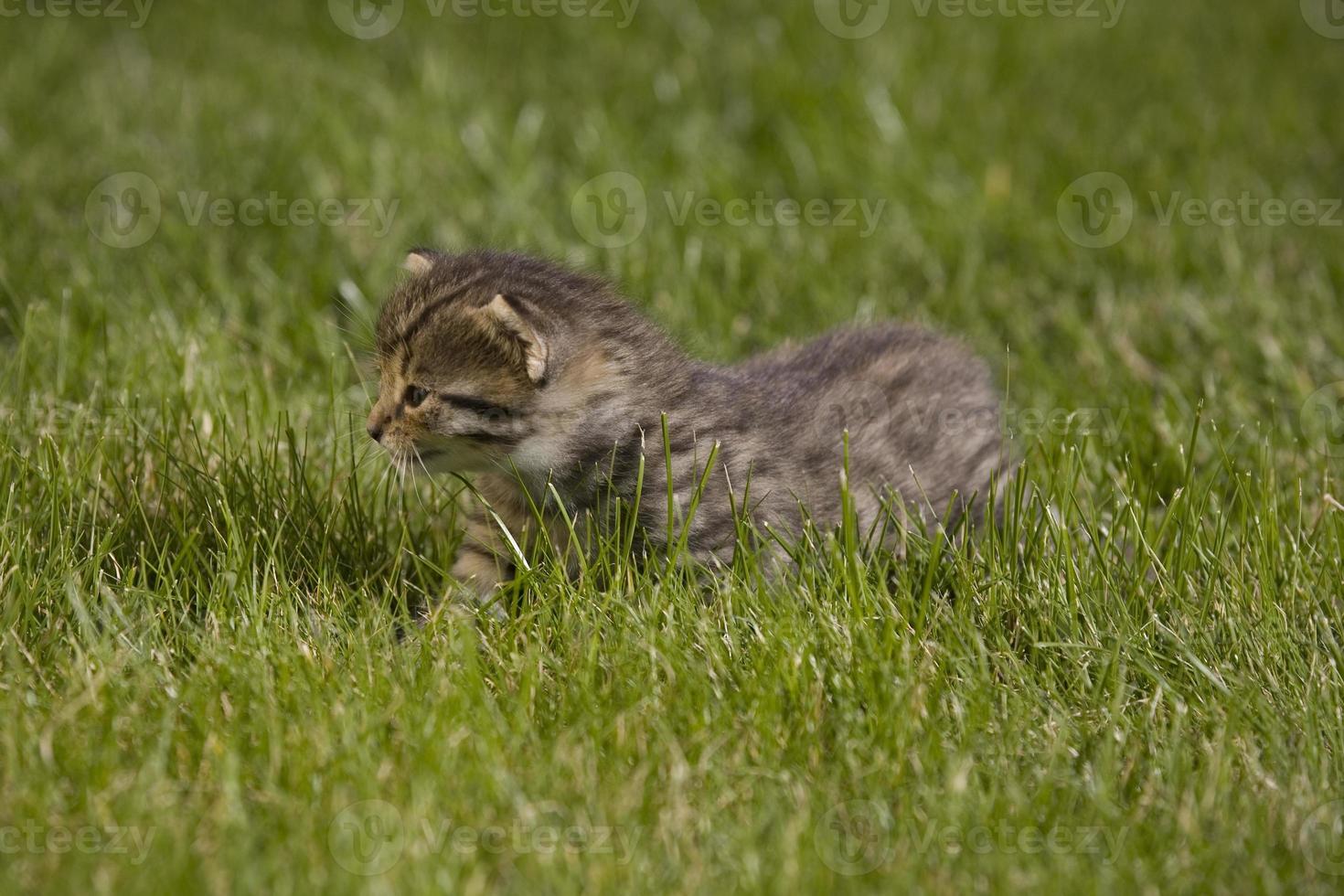 kitty on grass photo