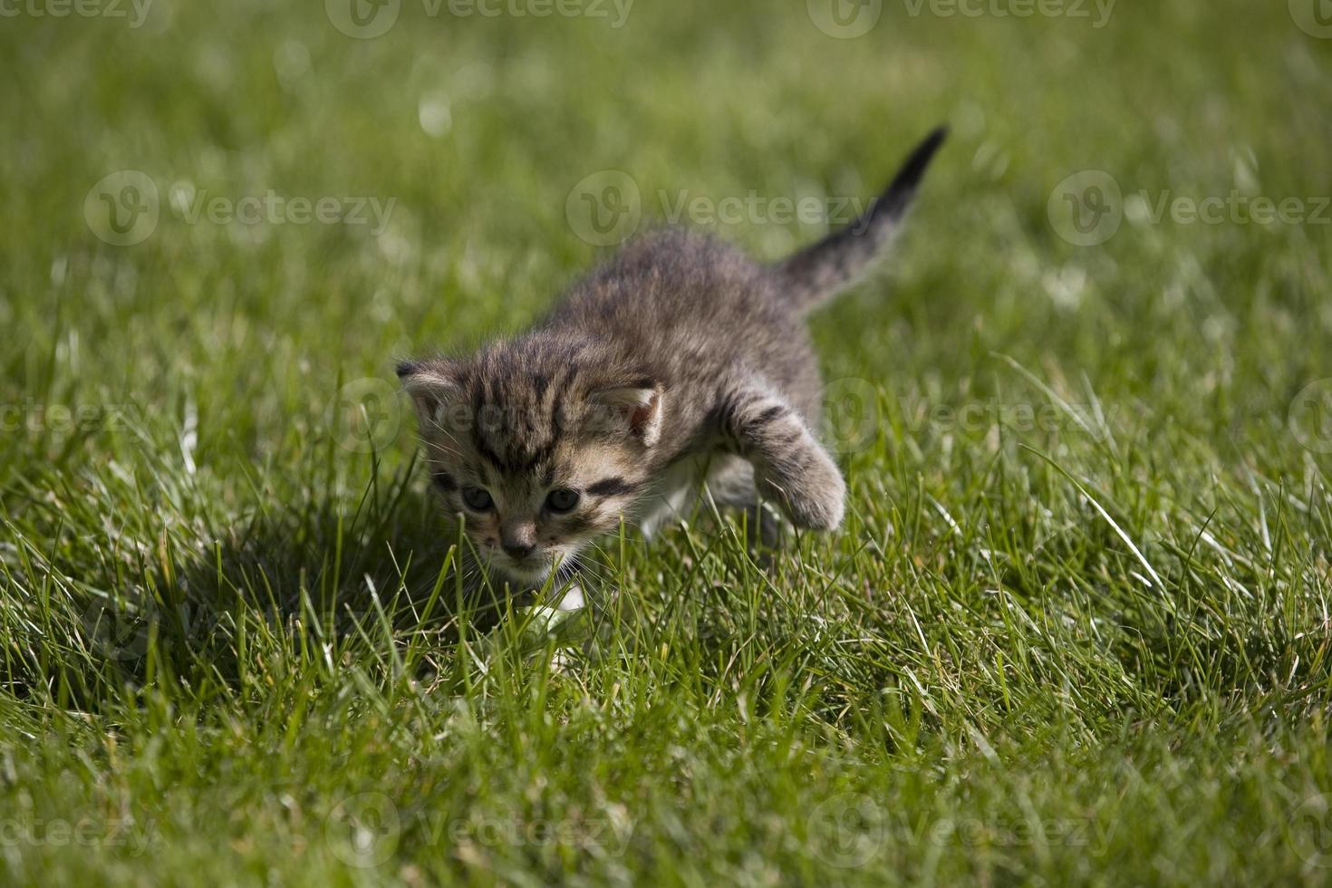 gatito en césped foto