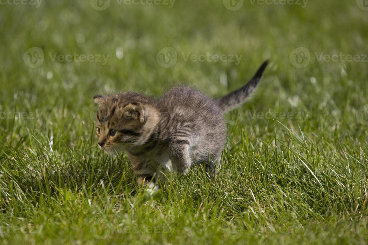 gatito en césped foto