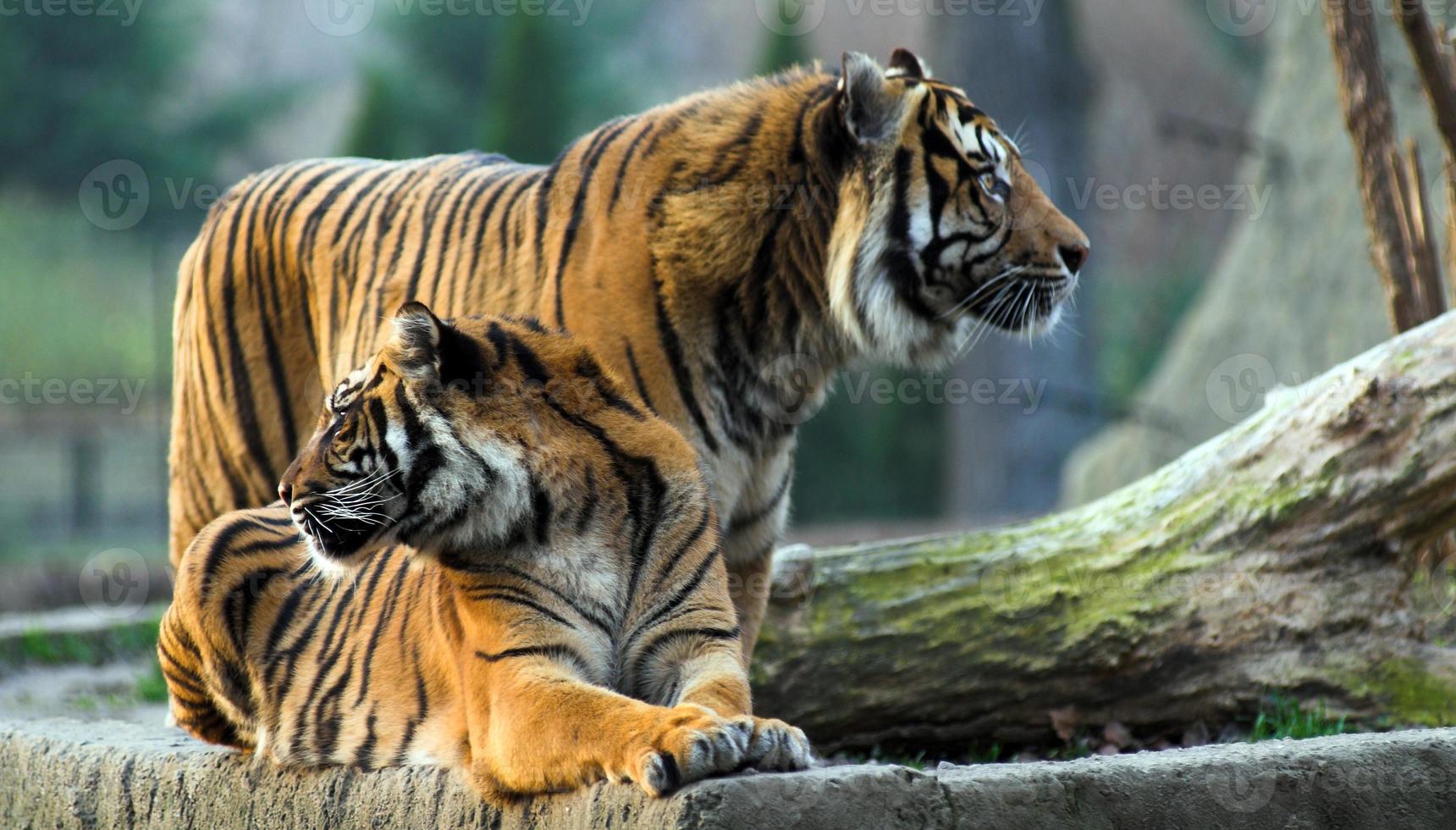 ancient wild tiger photo