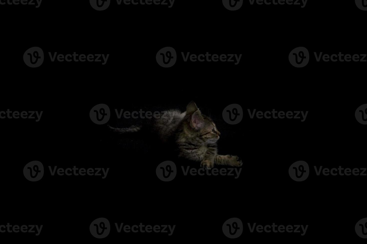 kitty on white photo