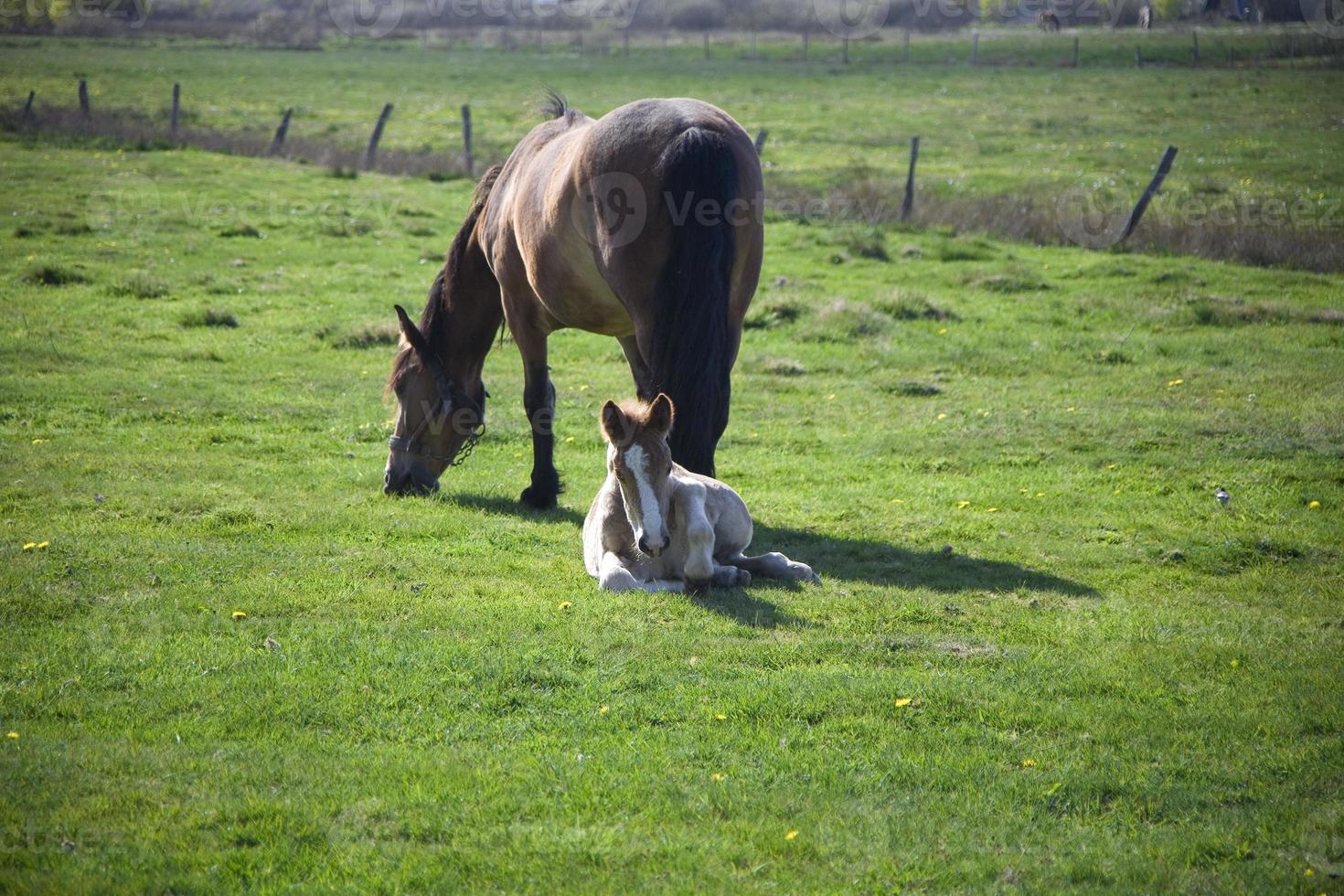 mare and foal in the meadow photo