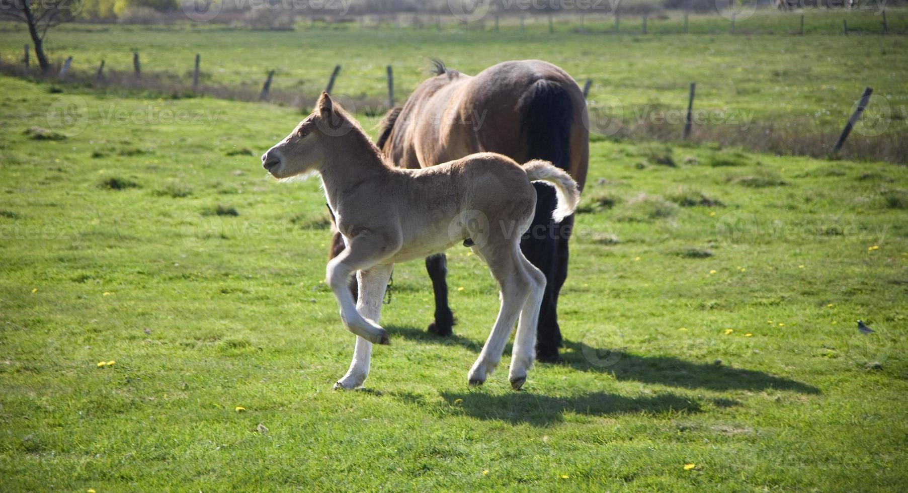 mare and foal in the meadow photo