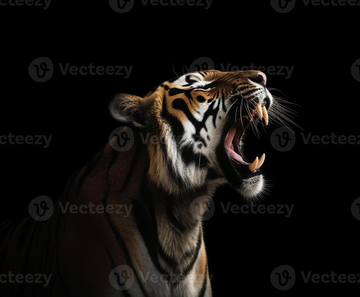 Detailed portrait of a roaring tiger's face, isolated on black background. photo