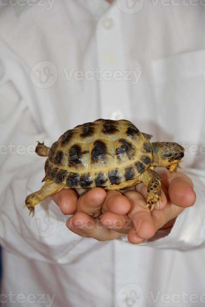 boy in the white shirt is holding in the hands of a small turtle photo