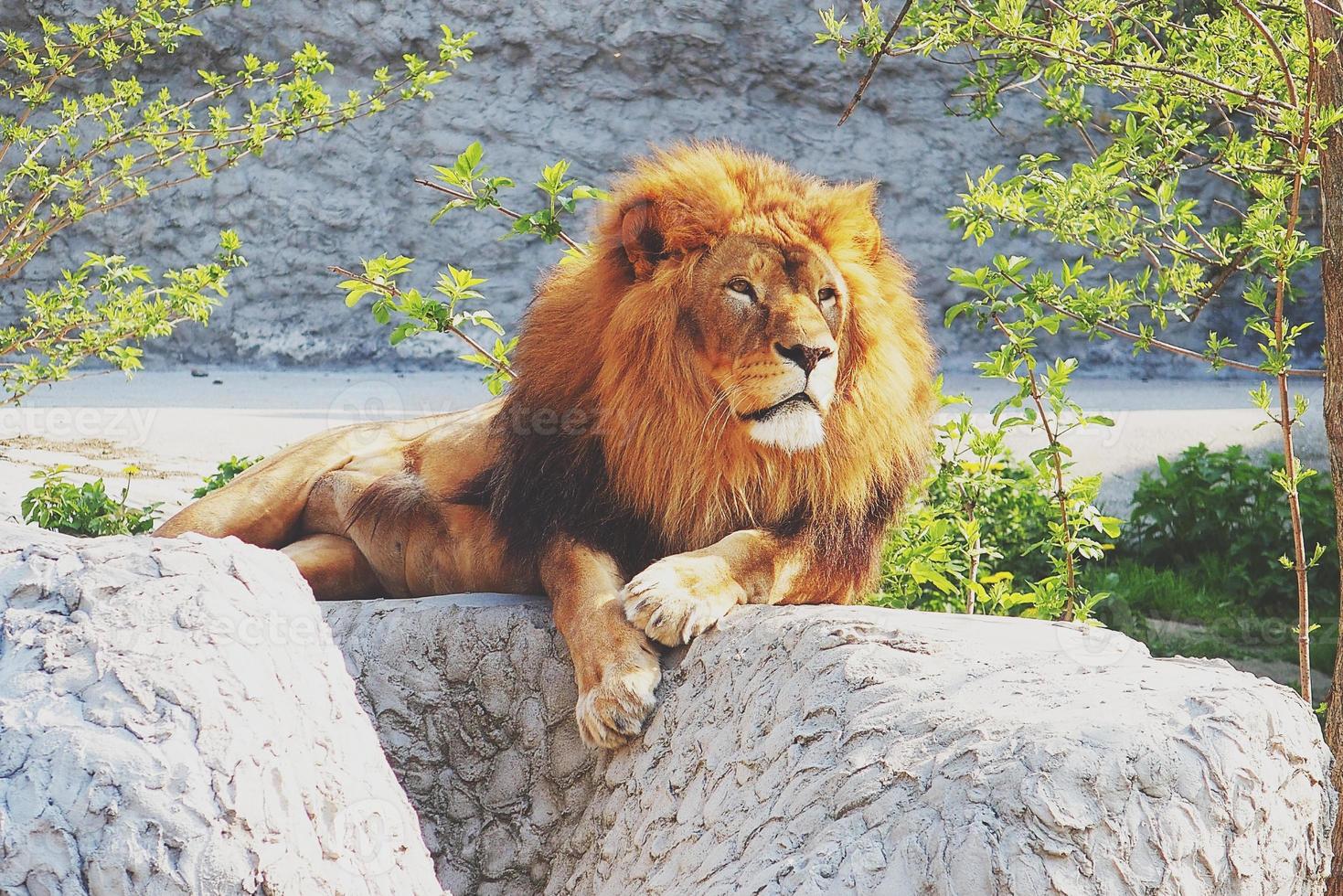 A male lion resting on a large stone in the rays of a  sun photo