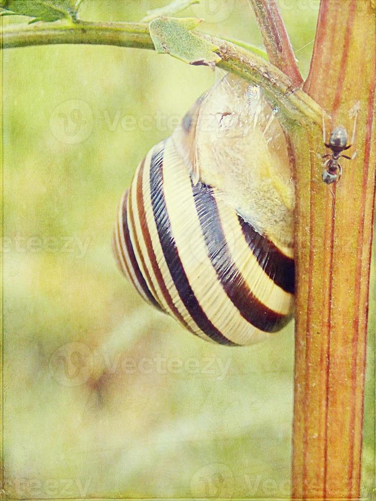 l little snail hidden in a colorful shell sleeping on the grass in a summer meadow photo