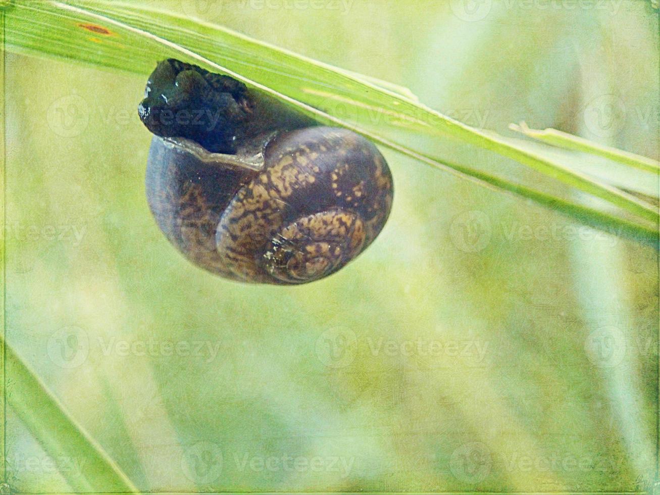 l little snail hidden in a colorful shell sleeping on the grass in a summer meadow photo