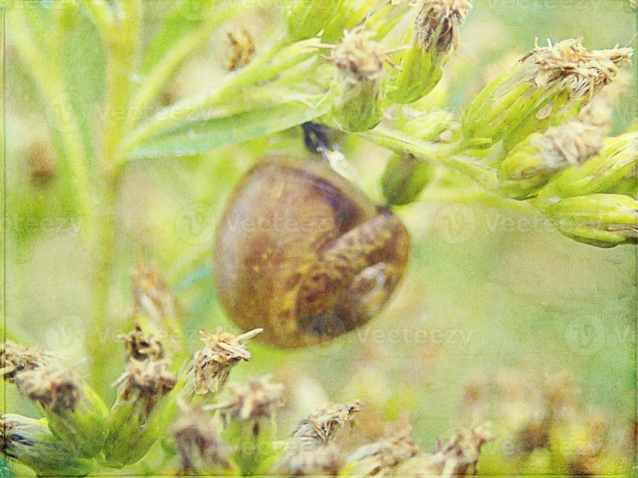 l little snail hidden in a colorful shell sleeping on the grass in a summer meadow photo
