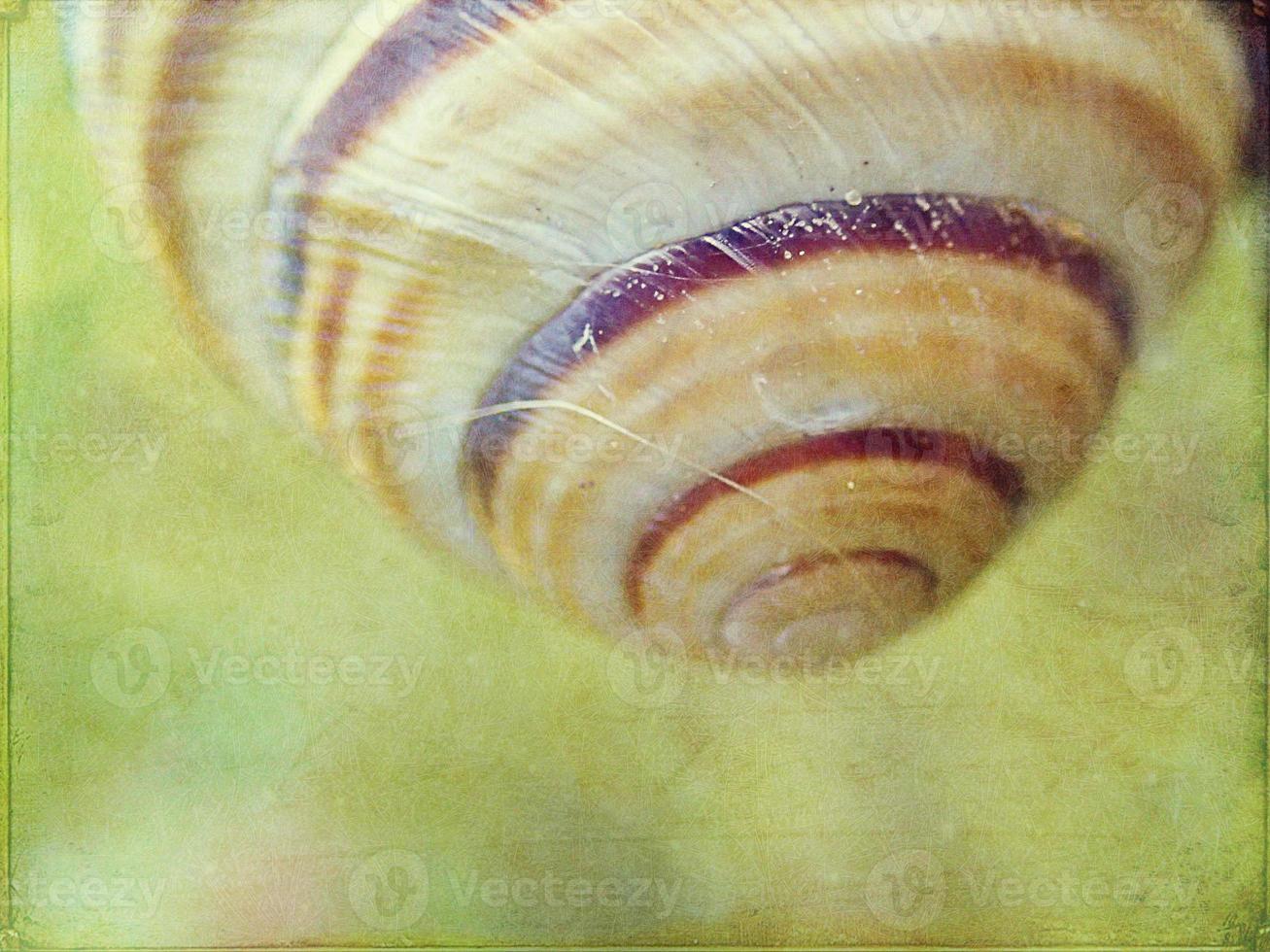 l little snail hidden in a colorful shell sleeping on the grass in a summer meadow photo