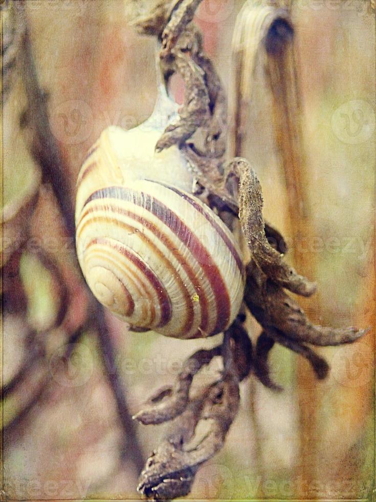 l little snail hidden in a colorful shell sleeping on the grass in a summer meadow photo