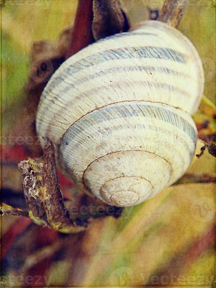 l little snail hidden in a colorful shell sleeping on the grass in a summer meadow photo