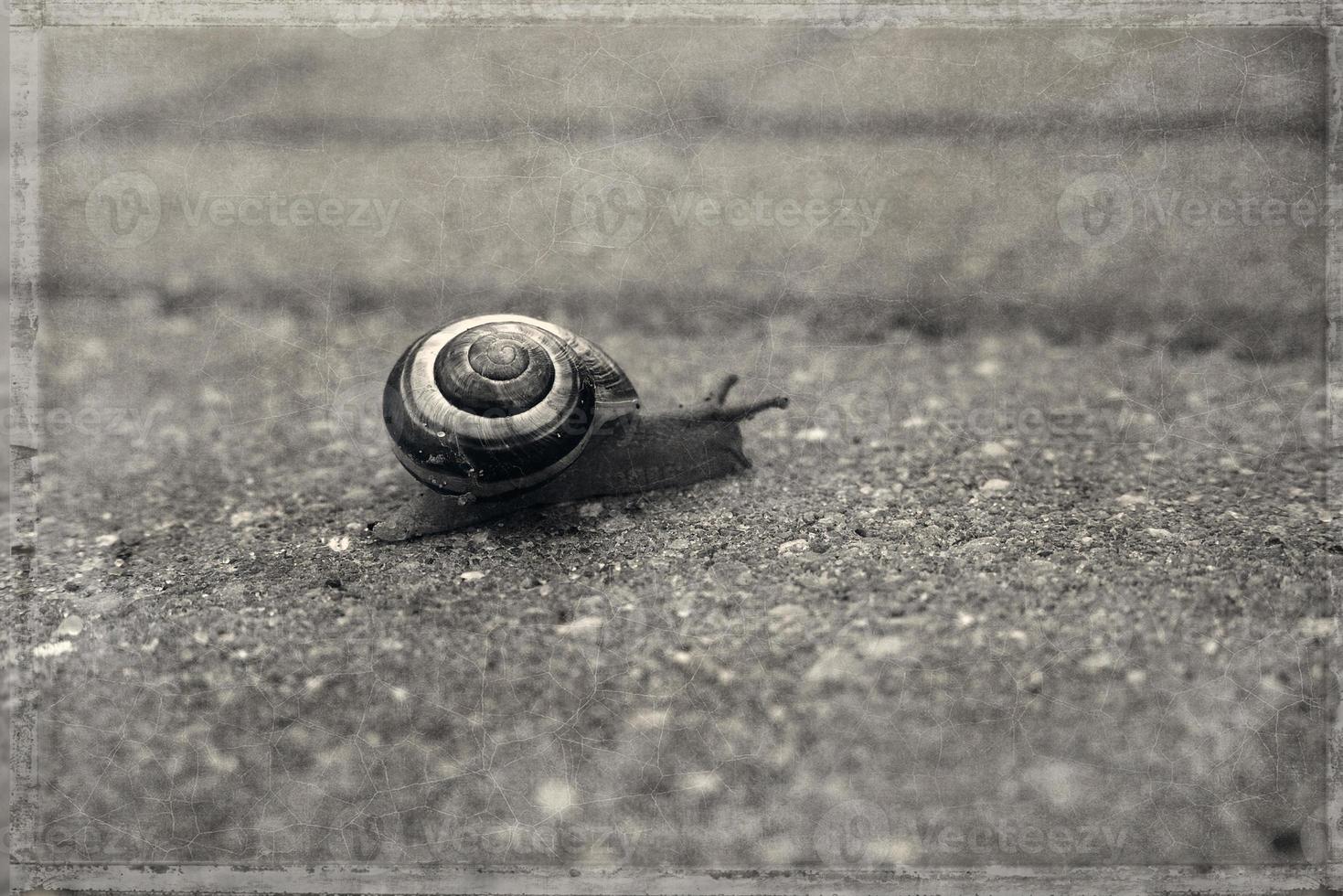 a  little lonely snail walking on a gray old sidewalk photo