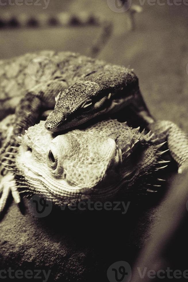 two beautiful lizards lying on top of each other photo