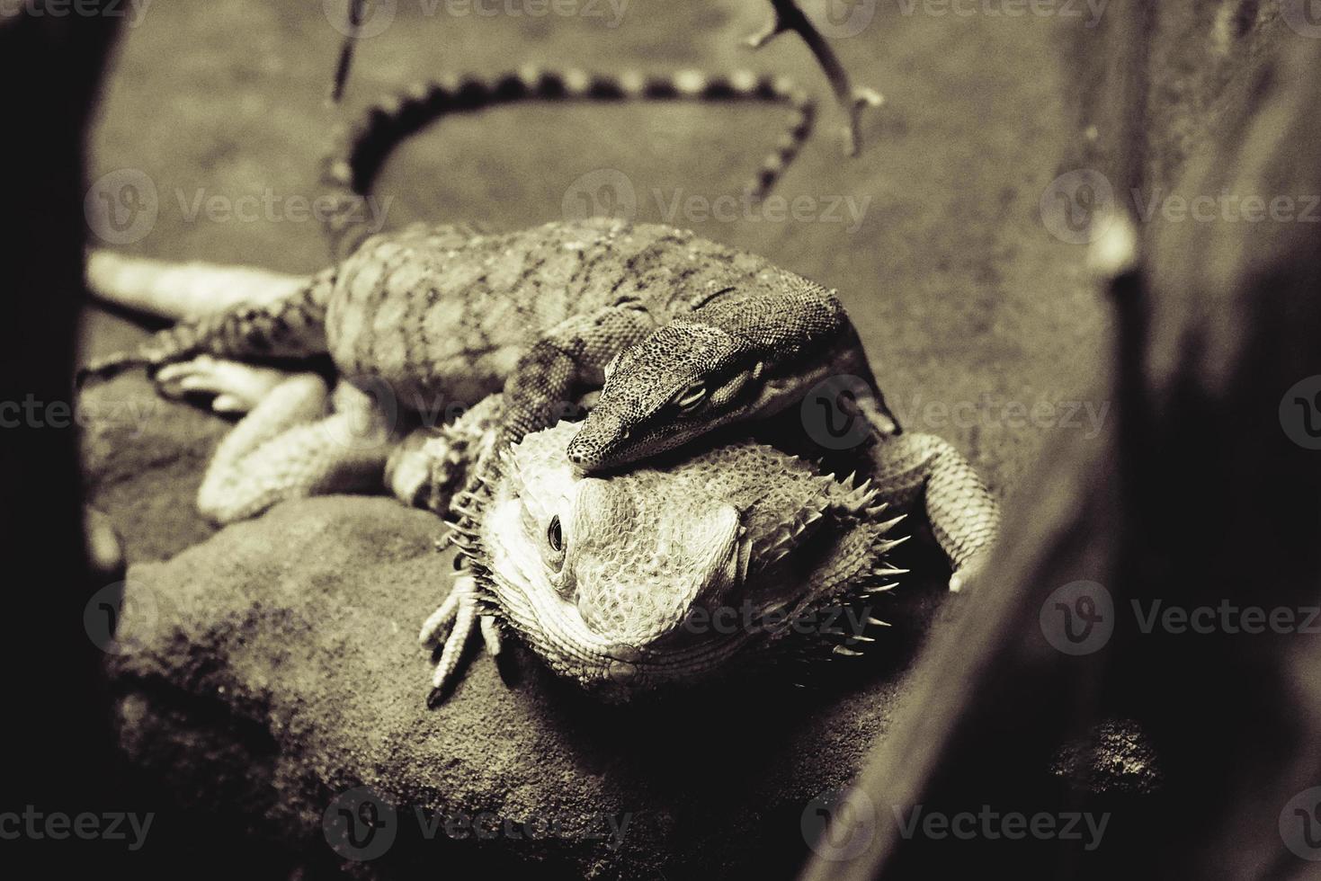 two beautiful lizards lying on top of each other photo