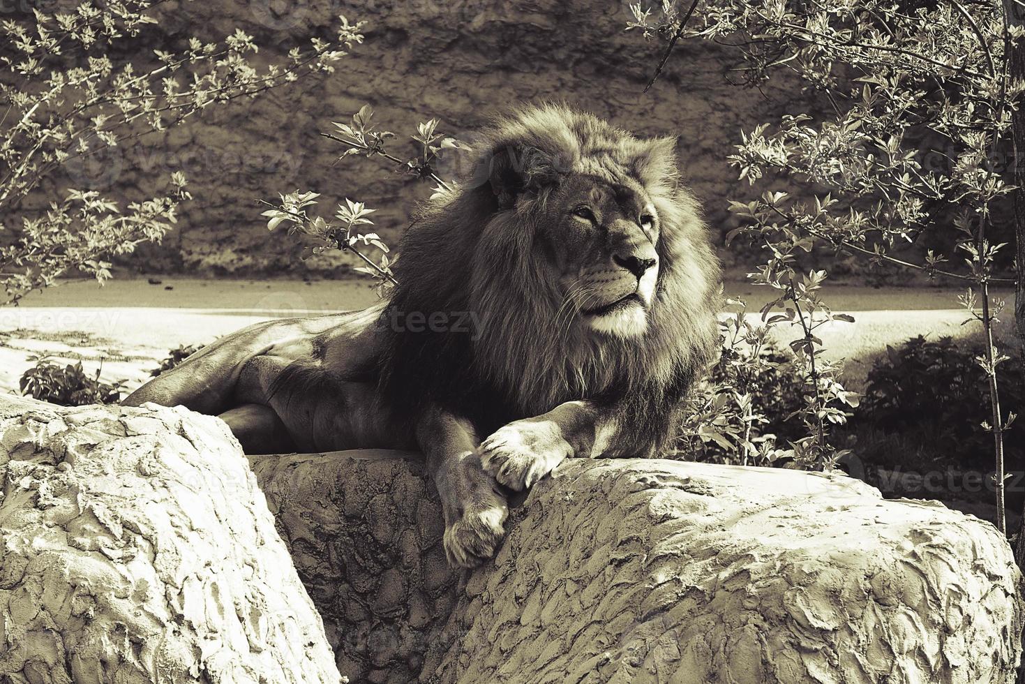 A male lion resting on a large stone in the rays of a  sun photo