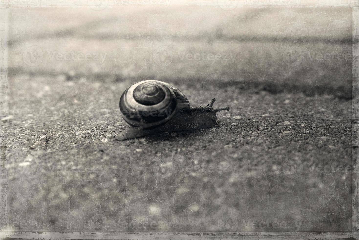 a  little lonely snail walking on a gray old sidewalk photo