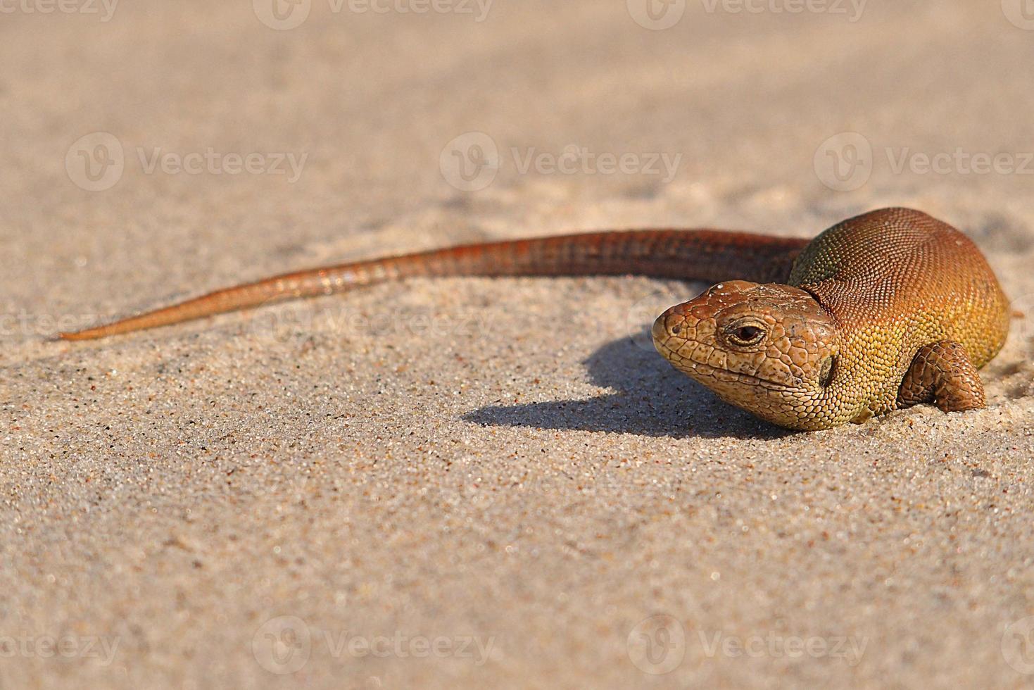 pequeño marrón lagartija tomando el sol en el frío arena en el playa foto