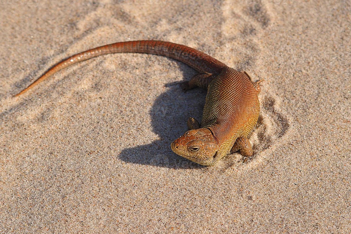 little brown lizard basking on the cold sand on the beach 22896546