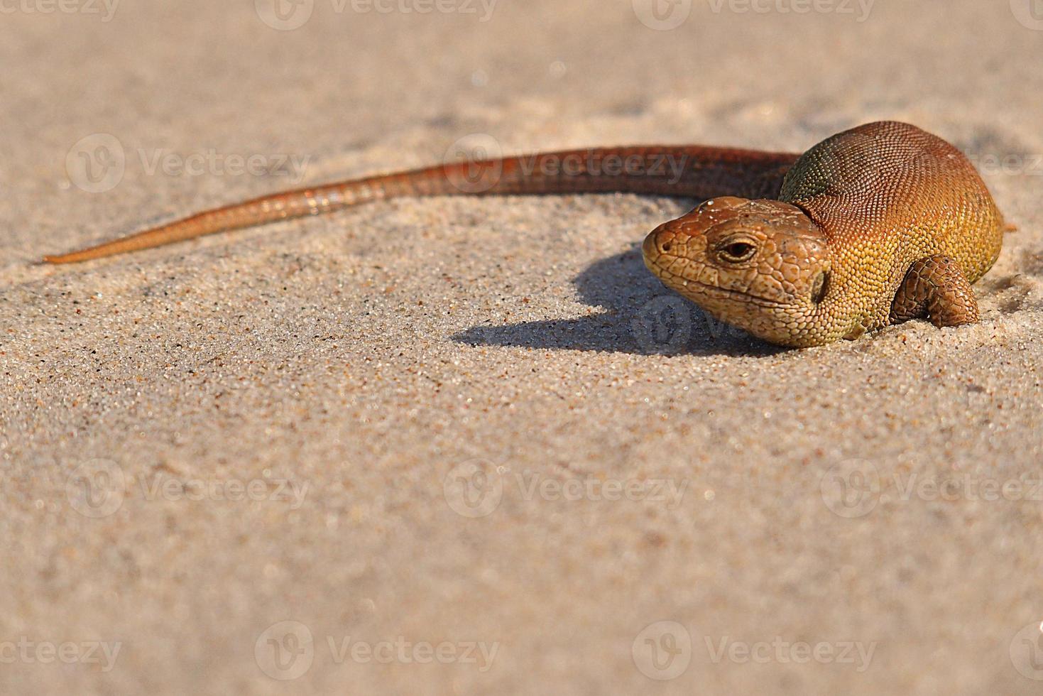 little brown lizard basking on the cold sand on the beach photo