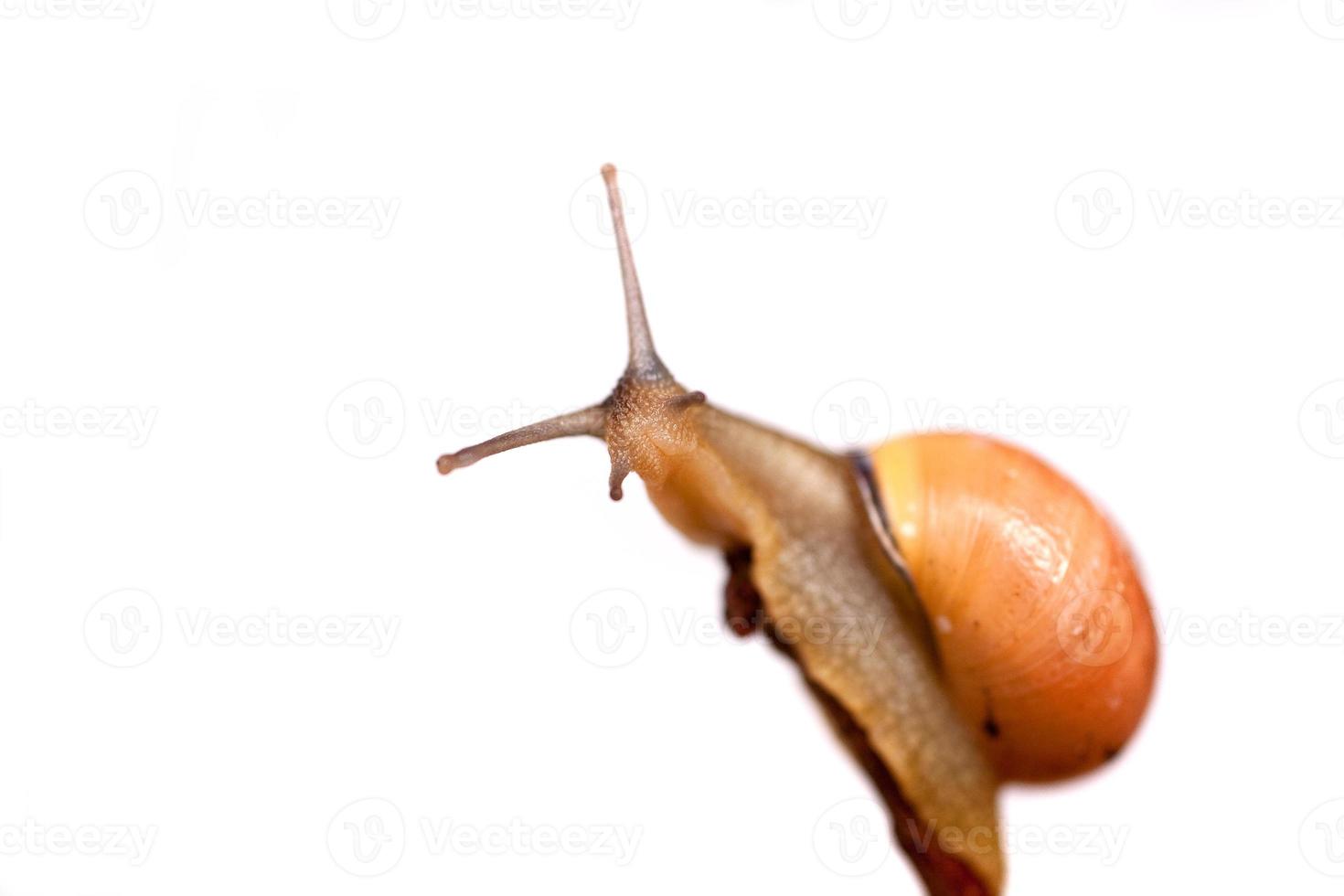 snail on thp photo