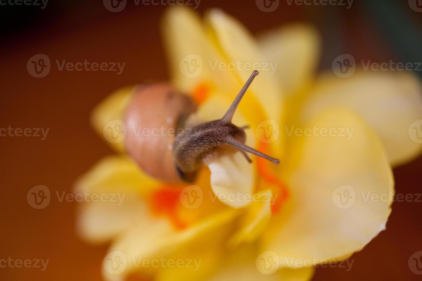 a small snail wandering around yellow daffodils photo
