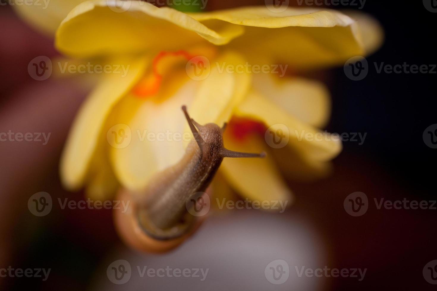 a small snail wandering around yellow daffodils photo