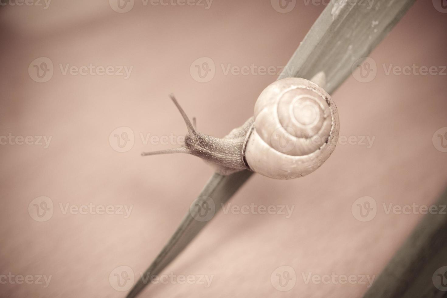 a small snail wandering around yellow daffodils photo