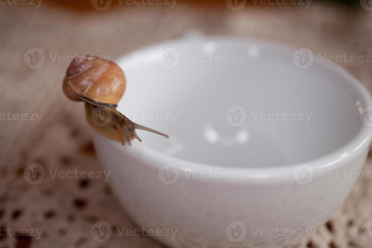 un pequeño caracol errante en un blanco taza foto