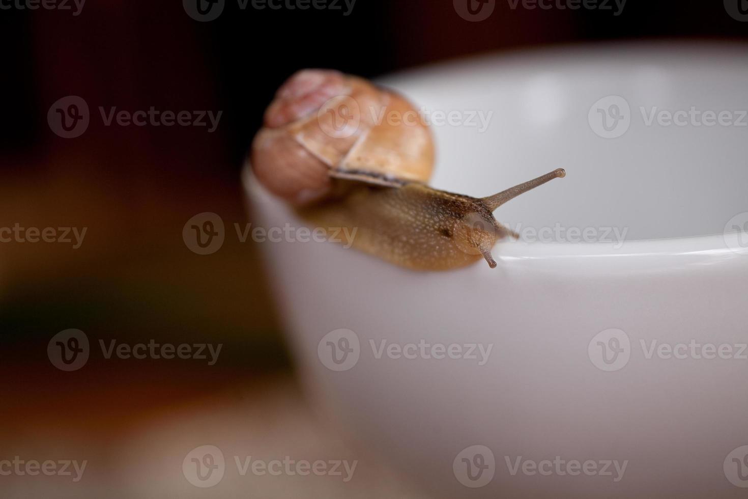 un pequeño caracol errante en un blanco taza foto