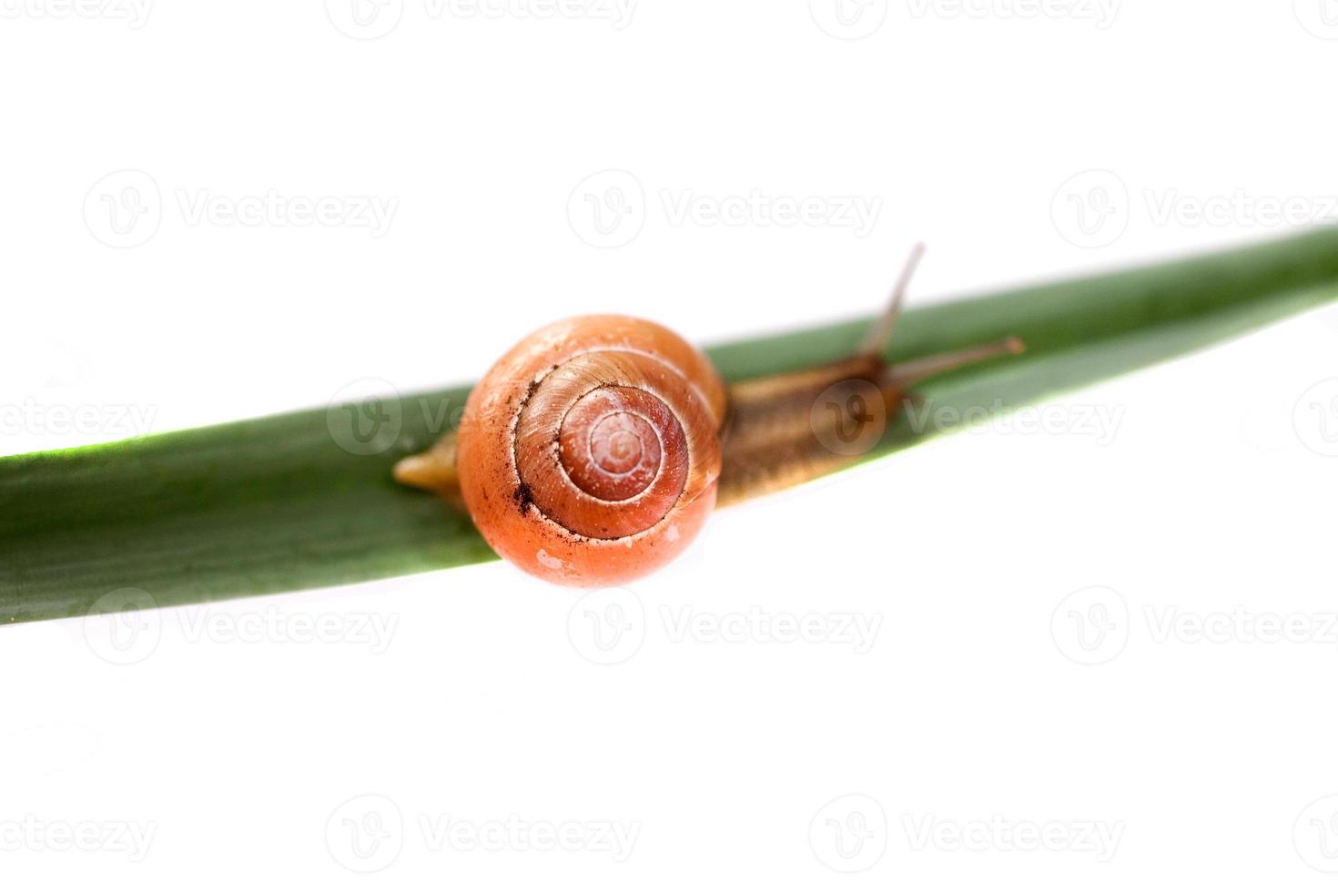 snail on green  leaf photo