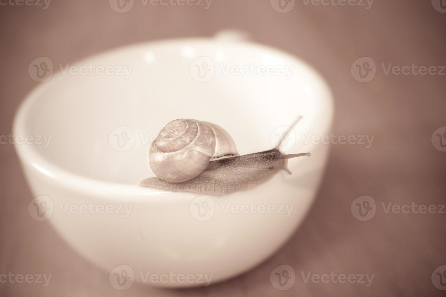 a small snail wandering on a whitee cup photo