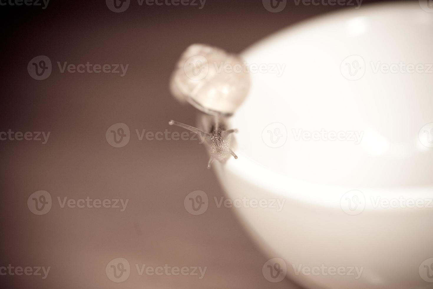 un pequeño caracol errante en un blanco taza foto