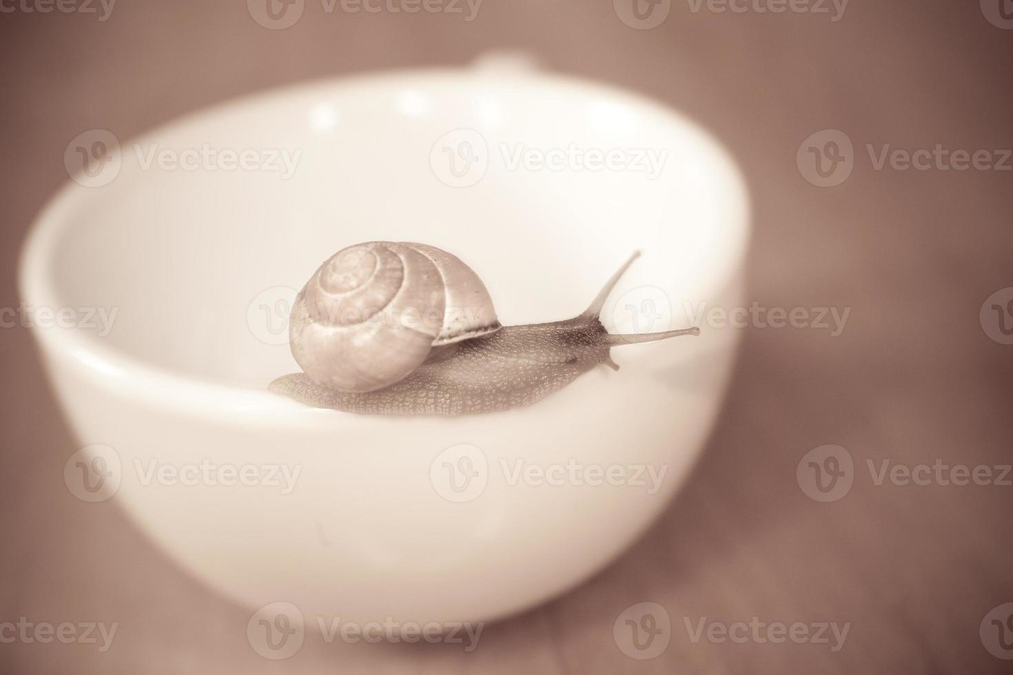 a small snail wandering on a whitee cup photo