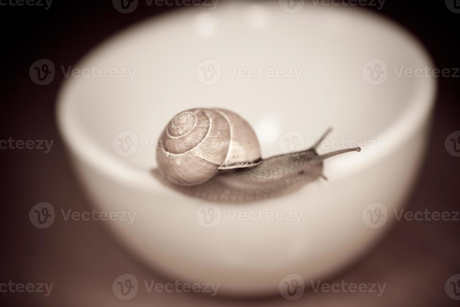 a small snail wandering on a whitee cup photo