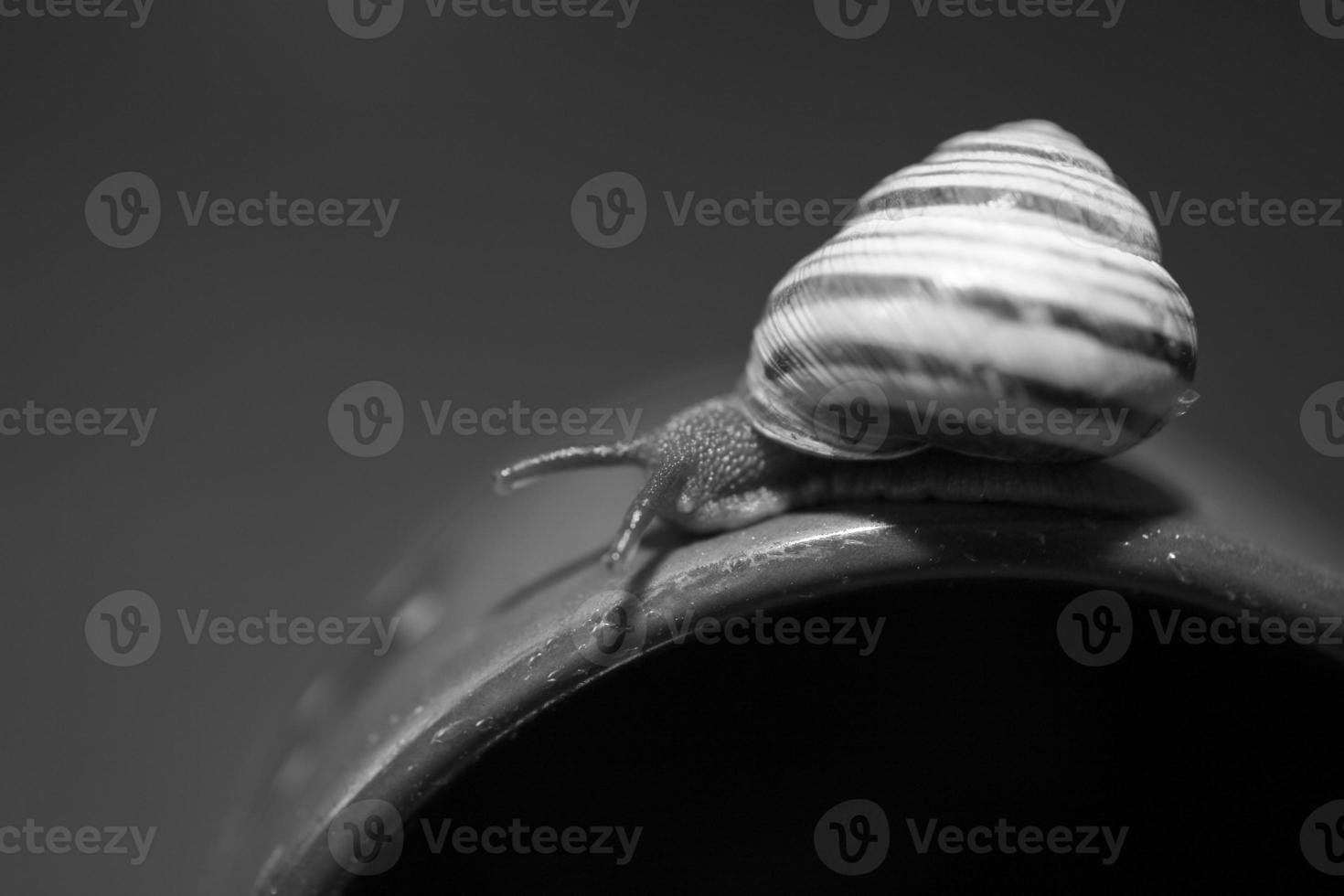 un pequeño caracol errante en un oscuro azul taza foto