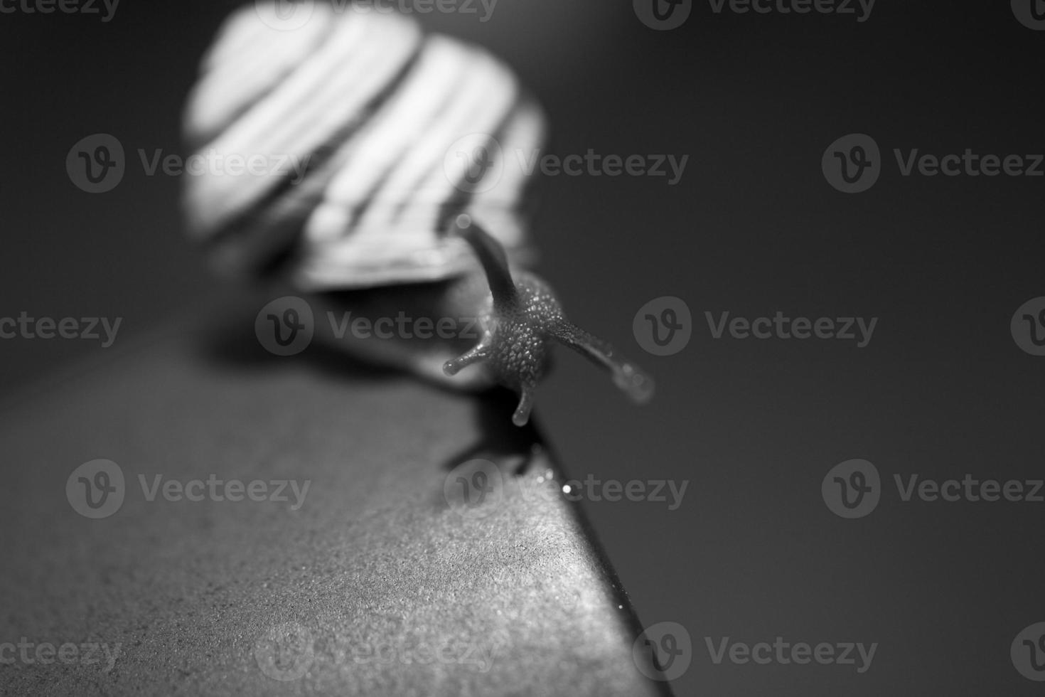 a small snail wandering on a dark blue cup photo