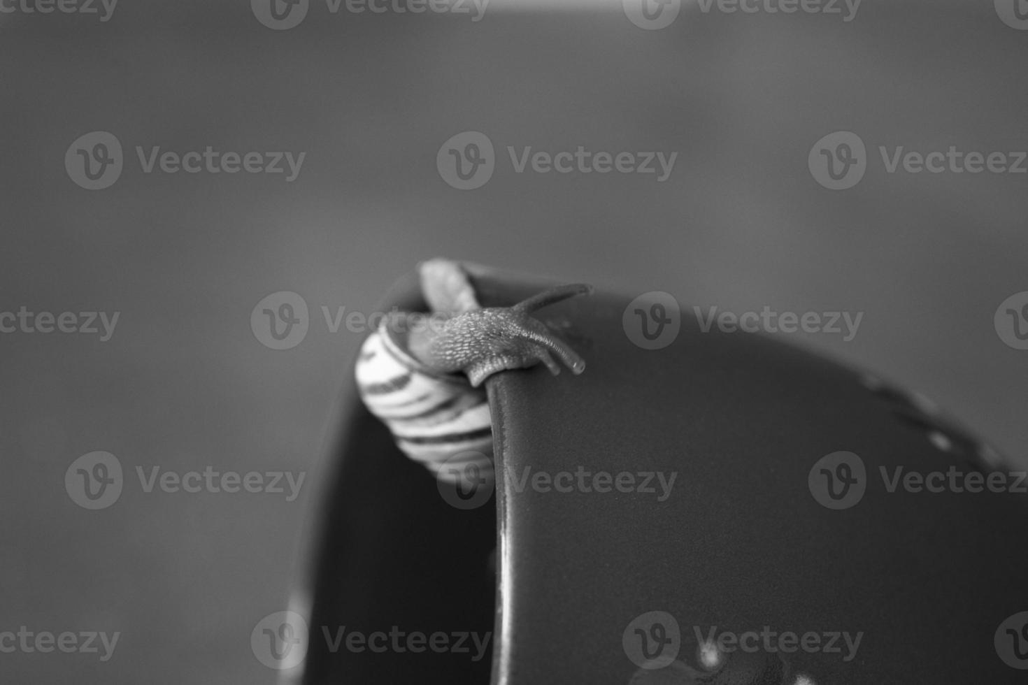 a small snail wandering on a dark blue cup photo