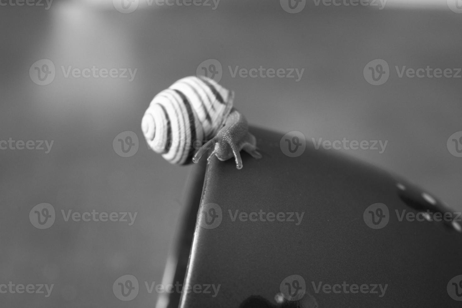 a small snail wandering on a dark blue cup photo